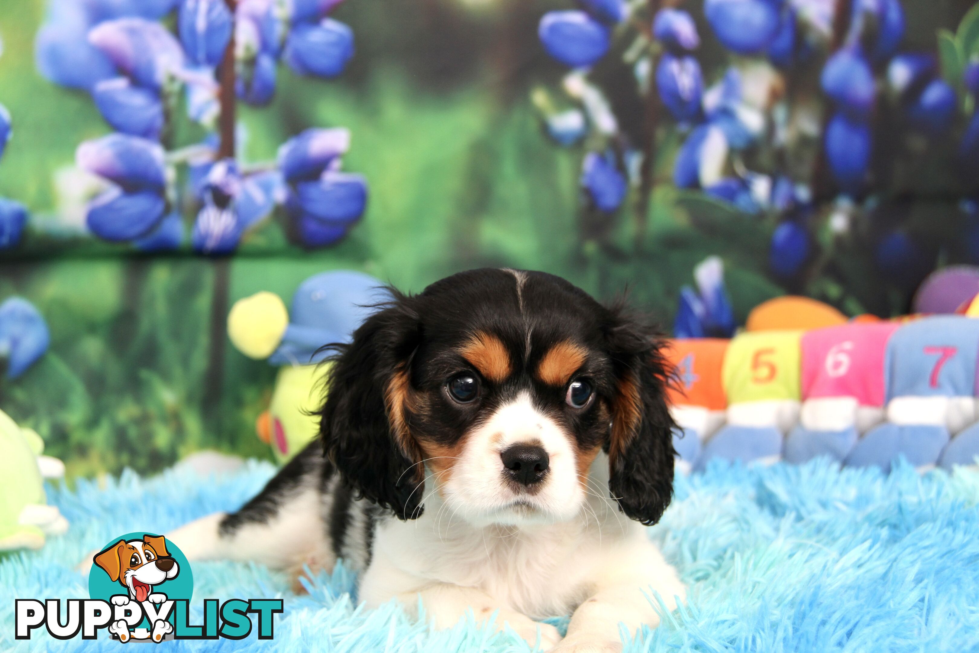 CAVALIER KING CHARLES MALE PUPPIES DNA CLEAR CUTE & CUDDLY
