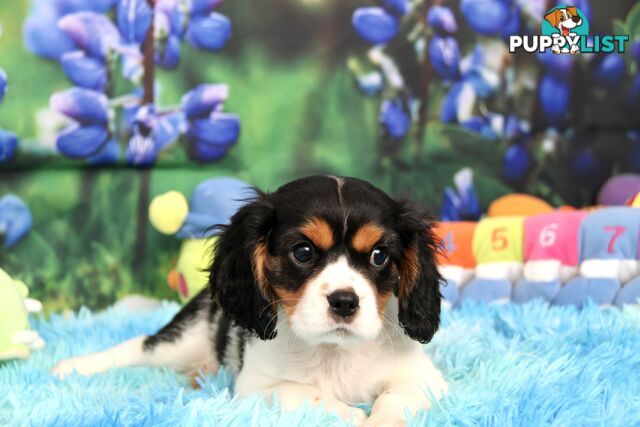 CAVALIER KING CHARLES MALE PUPPIES DNA CLEAR CUTE & CUDDLY