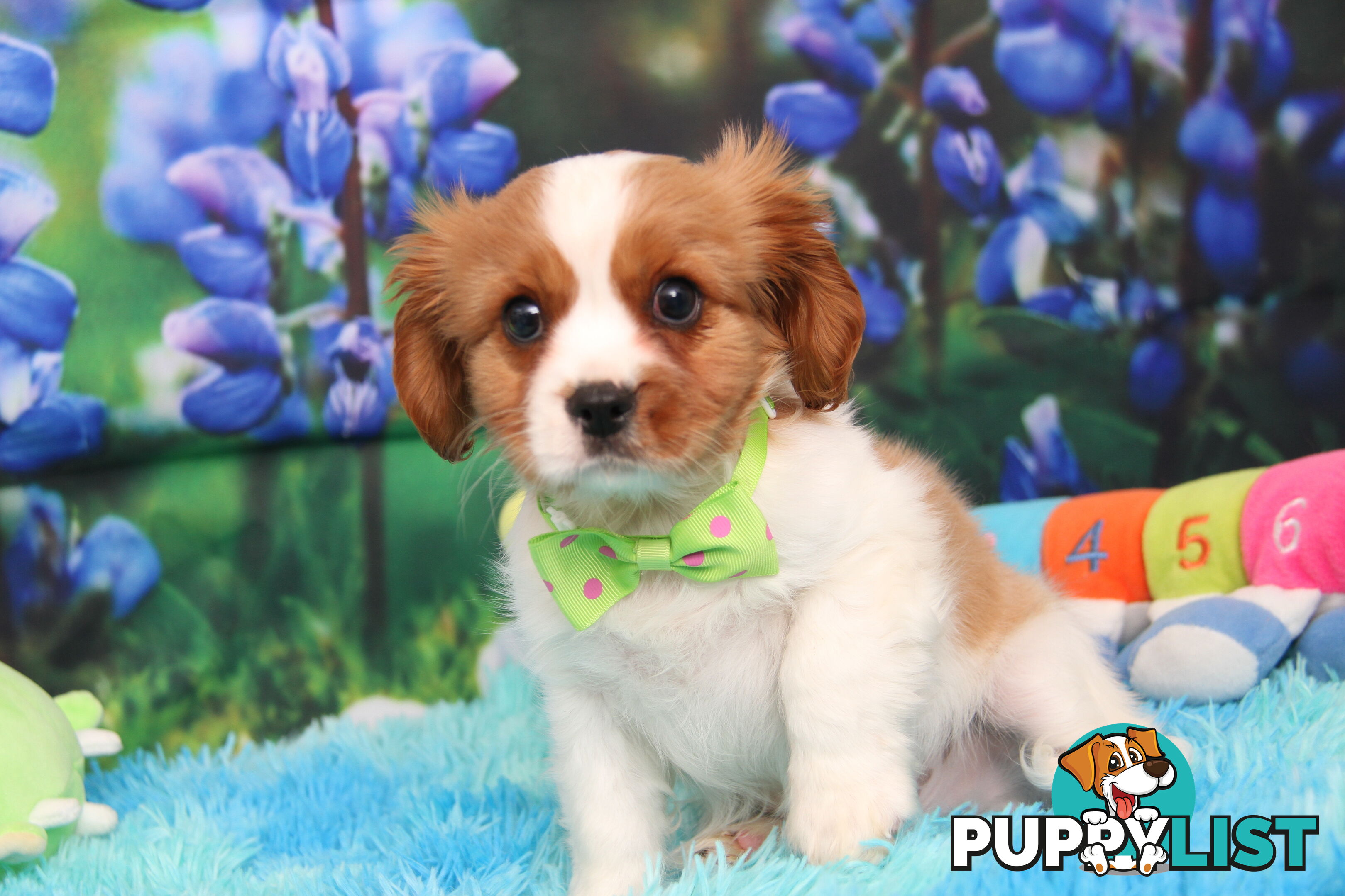 CAVALIER KING CHARLES MALE PUPPIES DNA CLEAR CUTE & CUDDLY