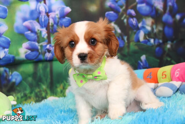CAVALIER KING CHARLES MALE PUPPIES DNA CLEAR CUTE & CUDDLY
