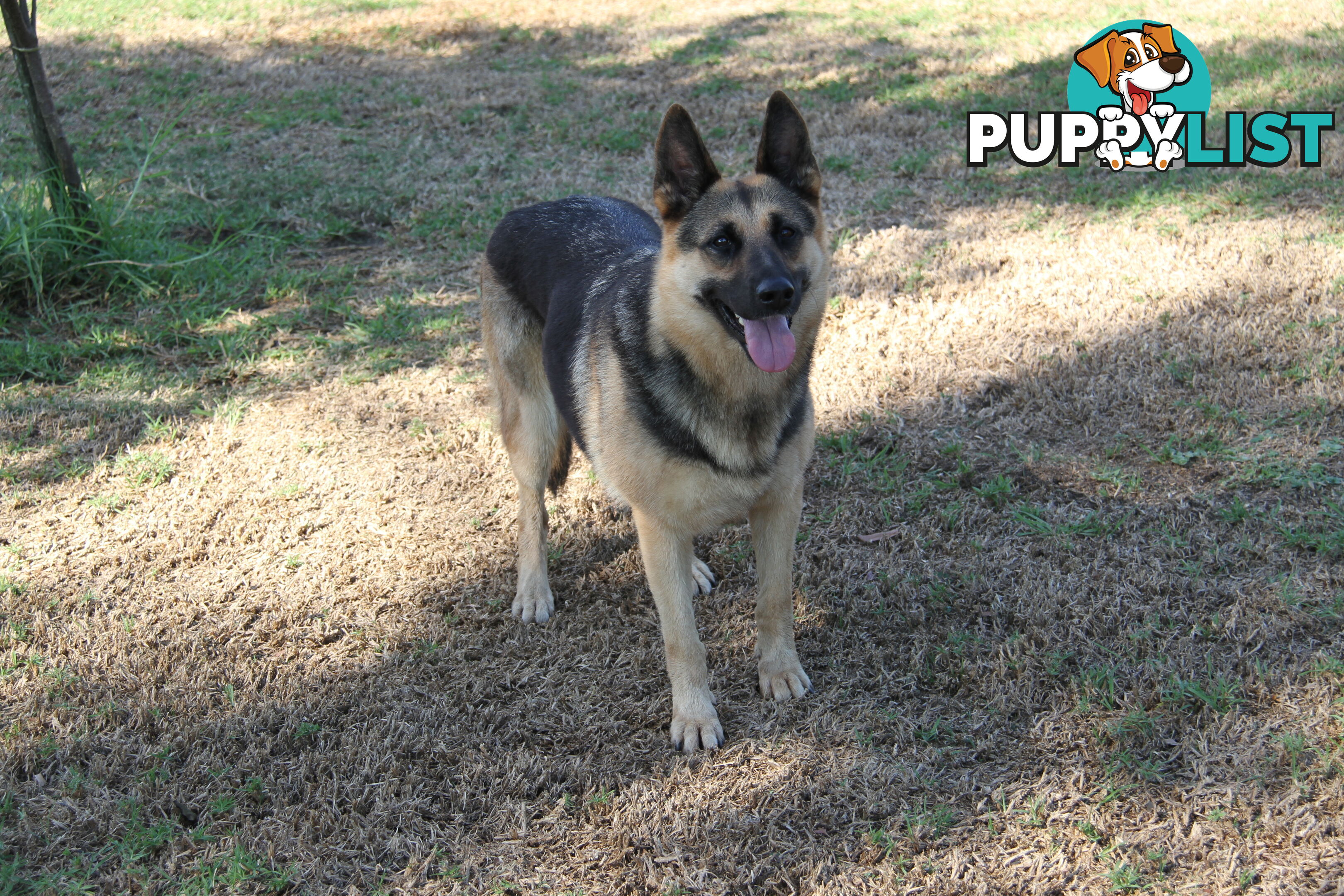 GERMAN SHEPHERD DESEXED FEMALE FANTASTIC NATURE VERY SMART