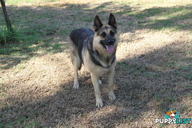 GERMAN SHEPHERD DESEXED FEMALE FANTASTIC NATURE VERY SMART