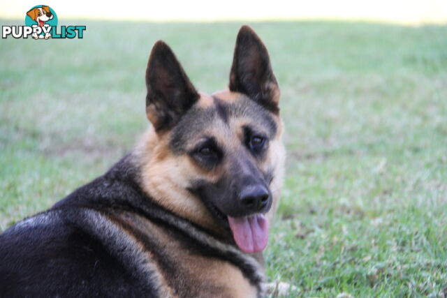 GERMAN SHEPHERD DESEXED FEMALE FANTASTIC NATURE VERY SMART