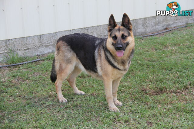 GERMAN SHEPHERD DESEXED FEMALE FANTASTIC NATURE VERY SMART