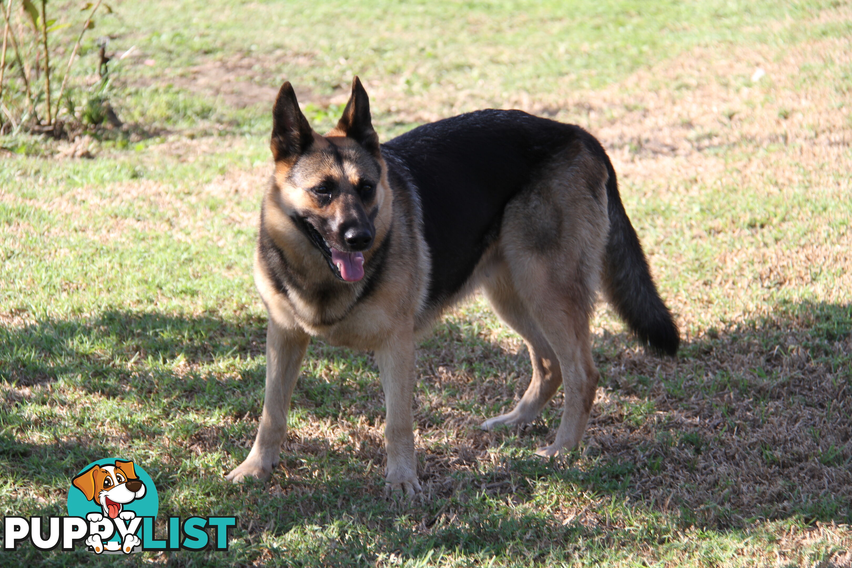 GERMAN SHEPHERD DESEXED FEMALE FANTASTIC NATURE VERY SMART