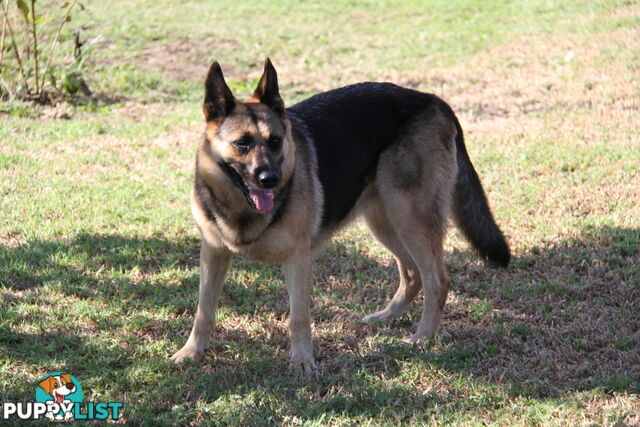 GERMAN SHEPHERD DESEXED FEMALE FANTASTIC NATURE VERY SMART