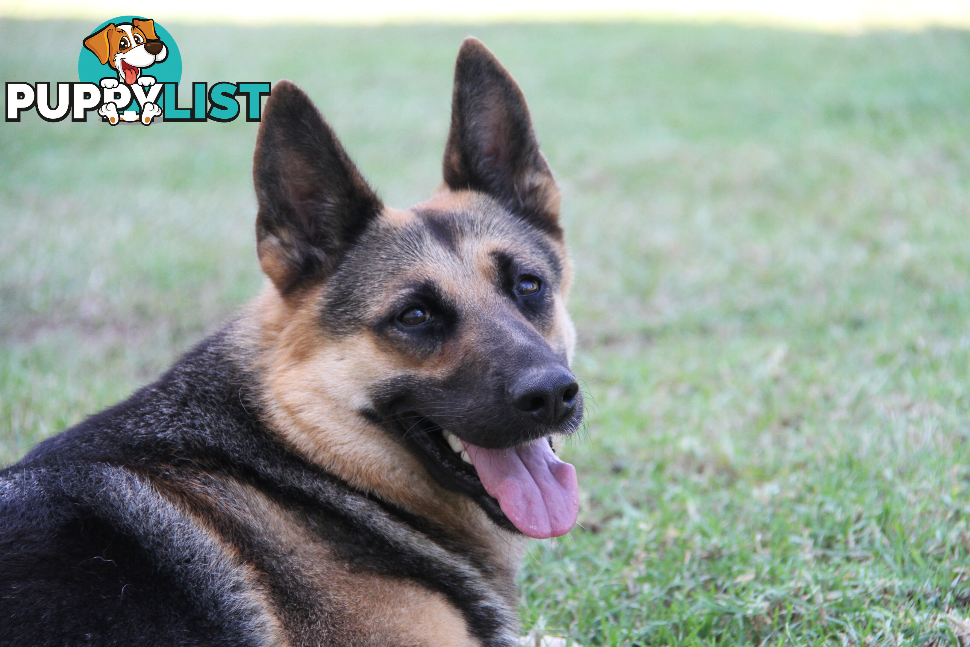 GERMAN SHEPHERD DESEXED FEMALE FANTASTIC NATURE VERY SMART