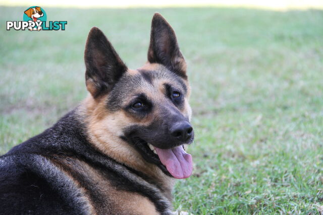 GERMAN SHEPHERD DESEXED FEMALE FANTASTIC NATURE VERY SMART