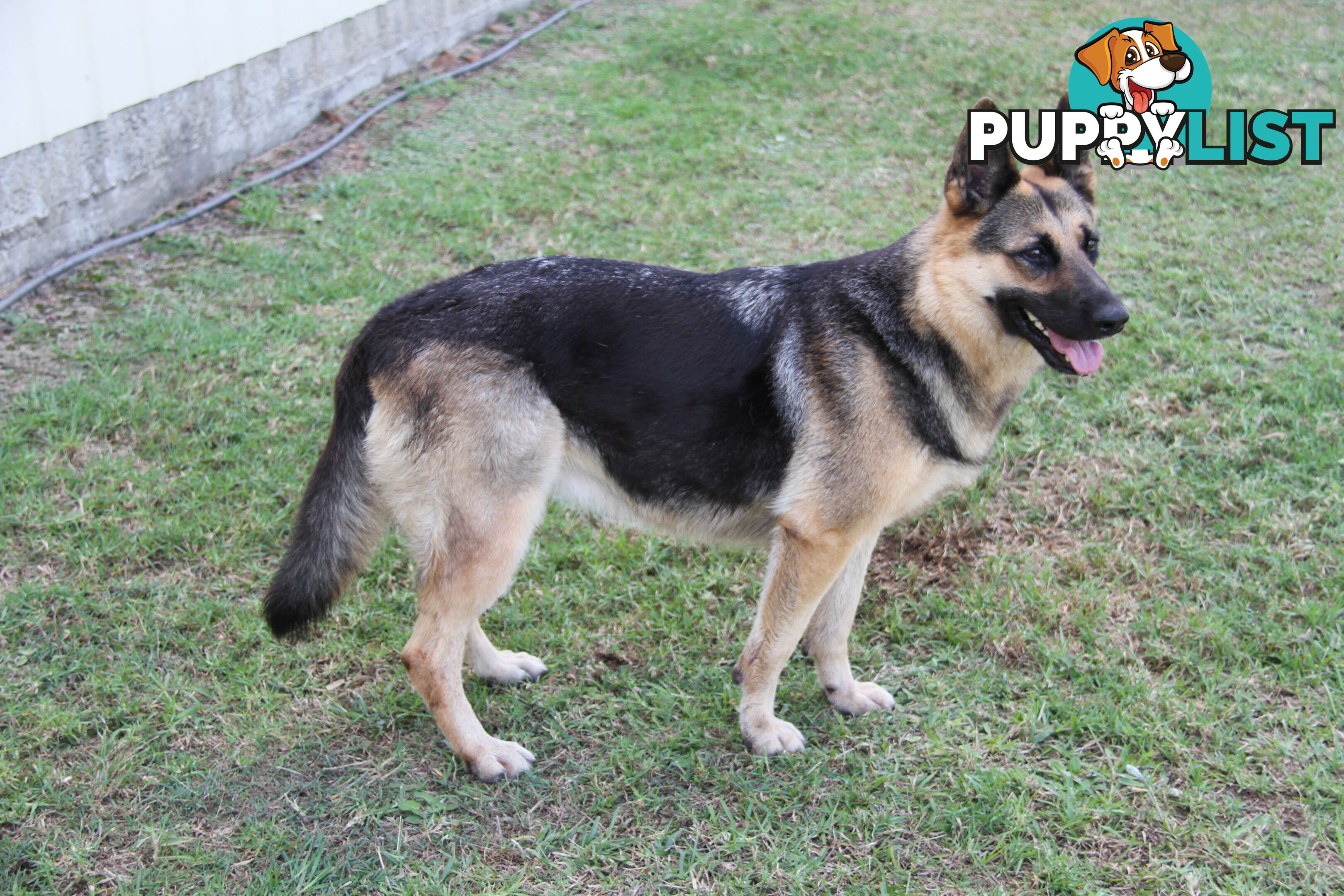 GERMAN SHEPHERD DESEXED FEMALE FANTASTIC NATURE VERY SMART