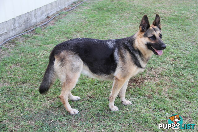 GERMAN SHEPHERD DESEXED FEMALE FANTASTIC NATURE VERY SMART