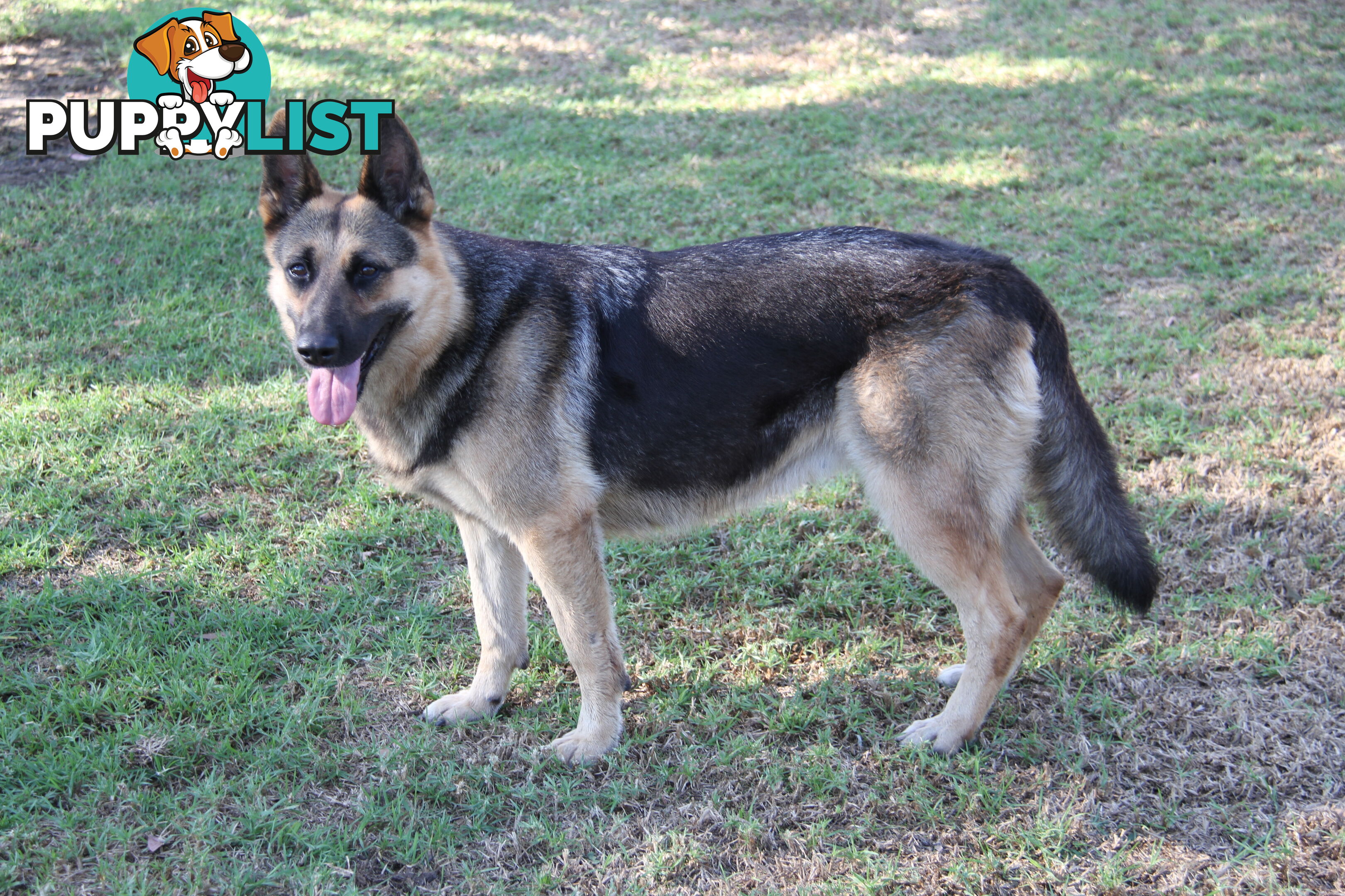 GERMAN SHEPHERD DESEXED FEMALE FANTASTIC NATURE VERY SMART