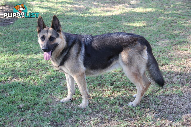 GERMAN SHEPHERD DESEXED FEMALE FANTASTIC NATURE VERY SMART