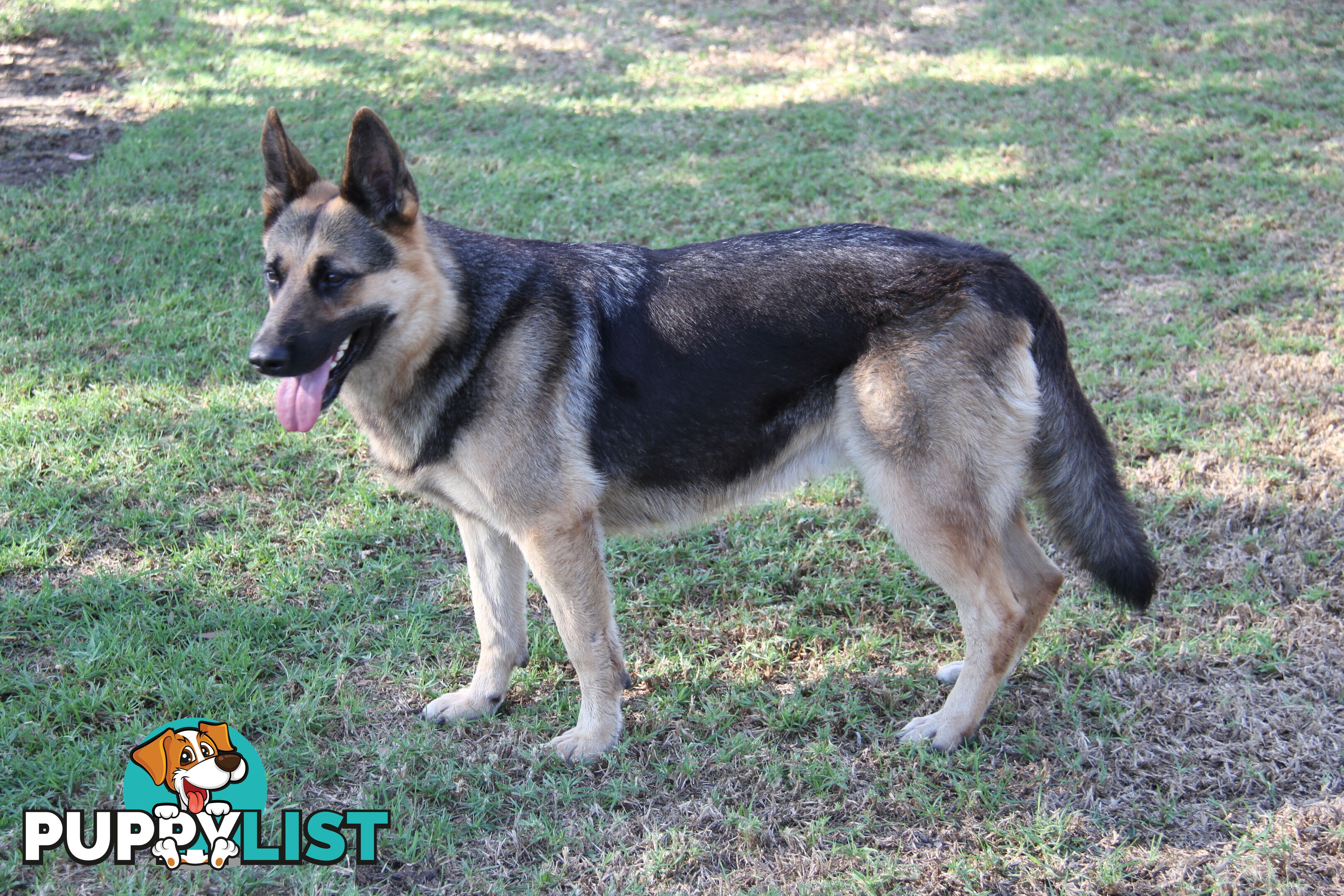 GERMAN SHEPHERD DESEXED FEMALE FANTASTIC NATURE VERY SMART