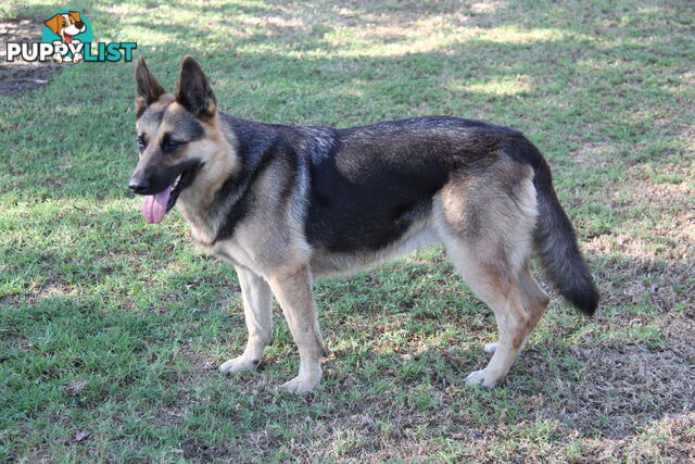 GERMAN SHEPHERD DESEXED FEMALE FANTASTIC NATURE VERY SMART