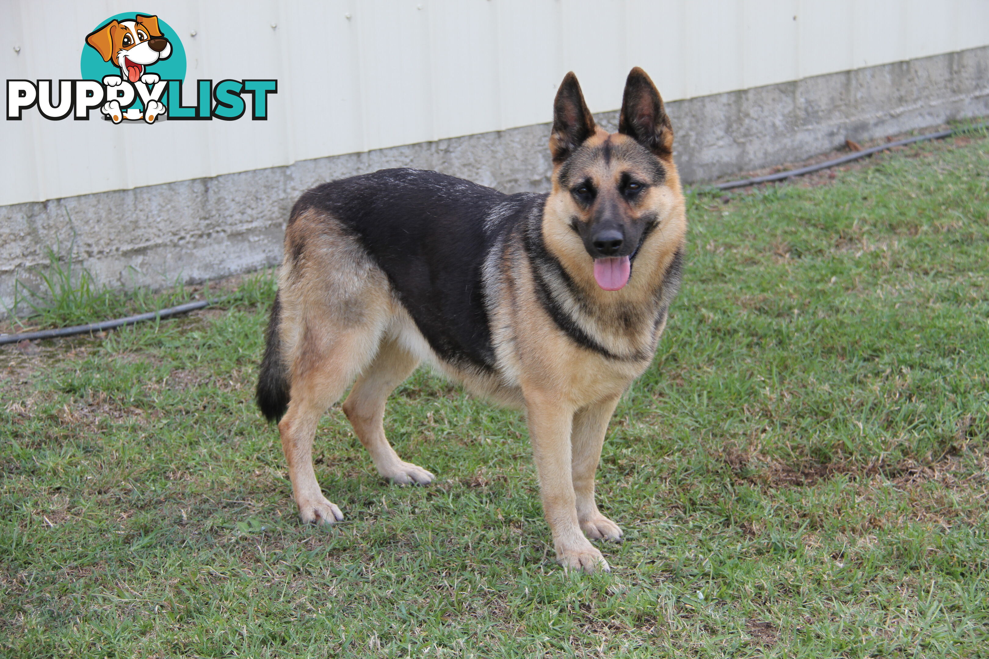 GERMAN SHEPHERD DESEXED FEMALE FANTASTIC NATURE VERY SMART