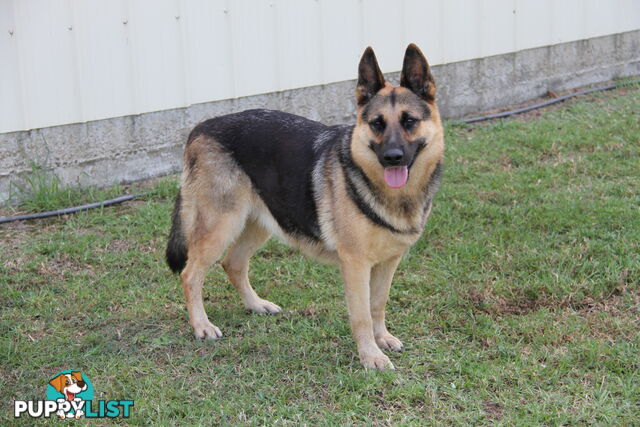 GERMAN SHEPHERD DESEXED FEMALE FANTASTIC NATURE VERY SMART
