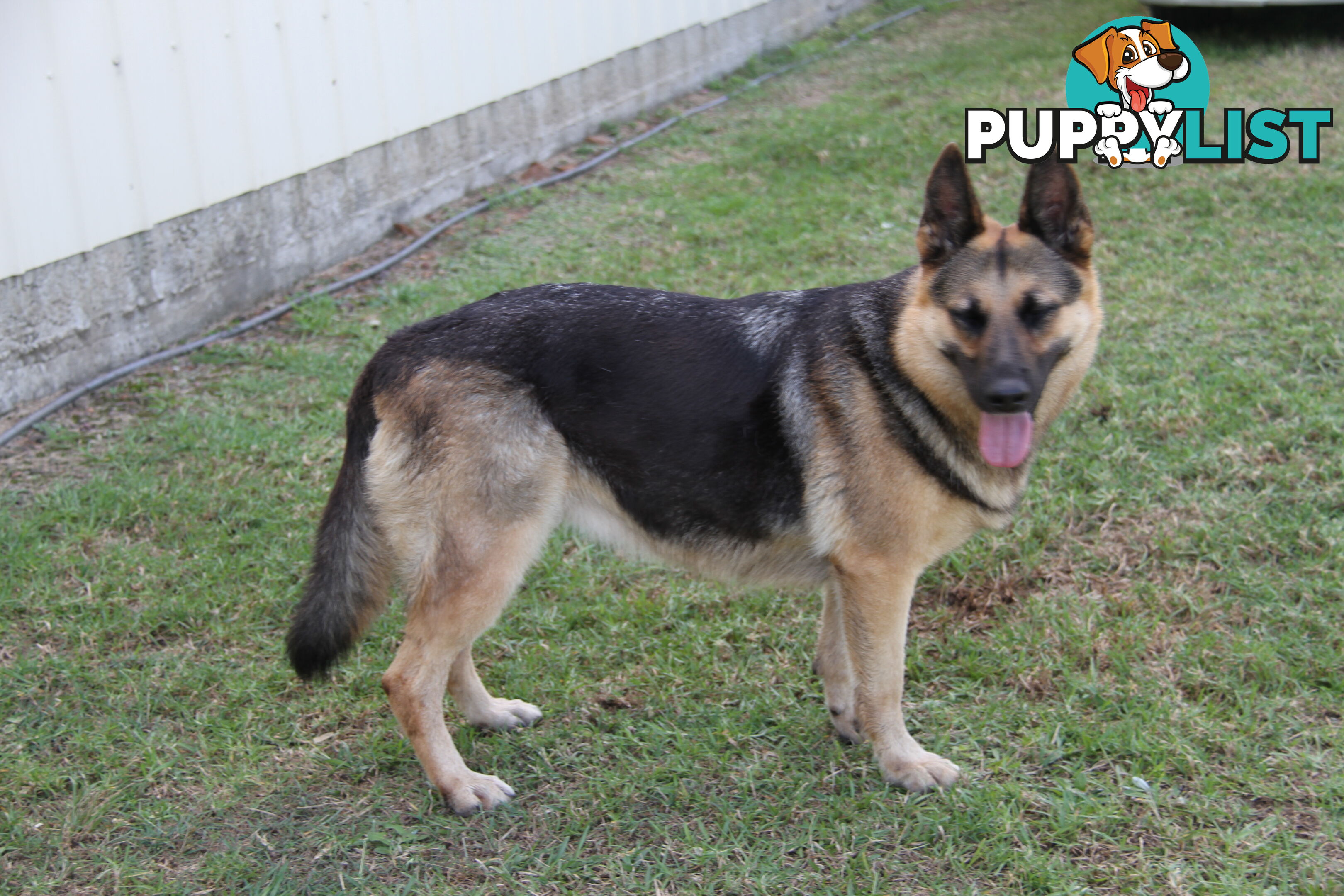 GERMAN SHEPHERD DESEXED FEMALE FANTASTIC NATURE VERY SMART