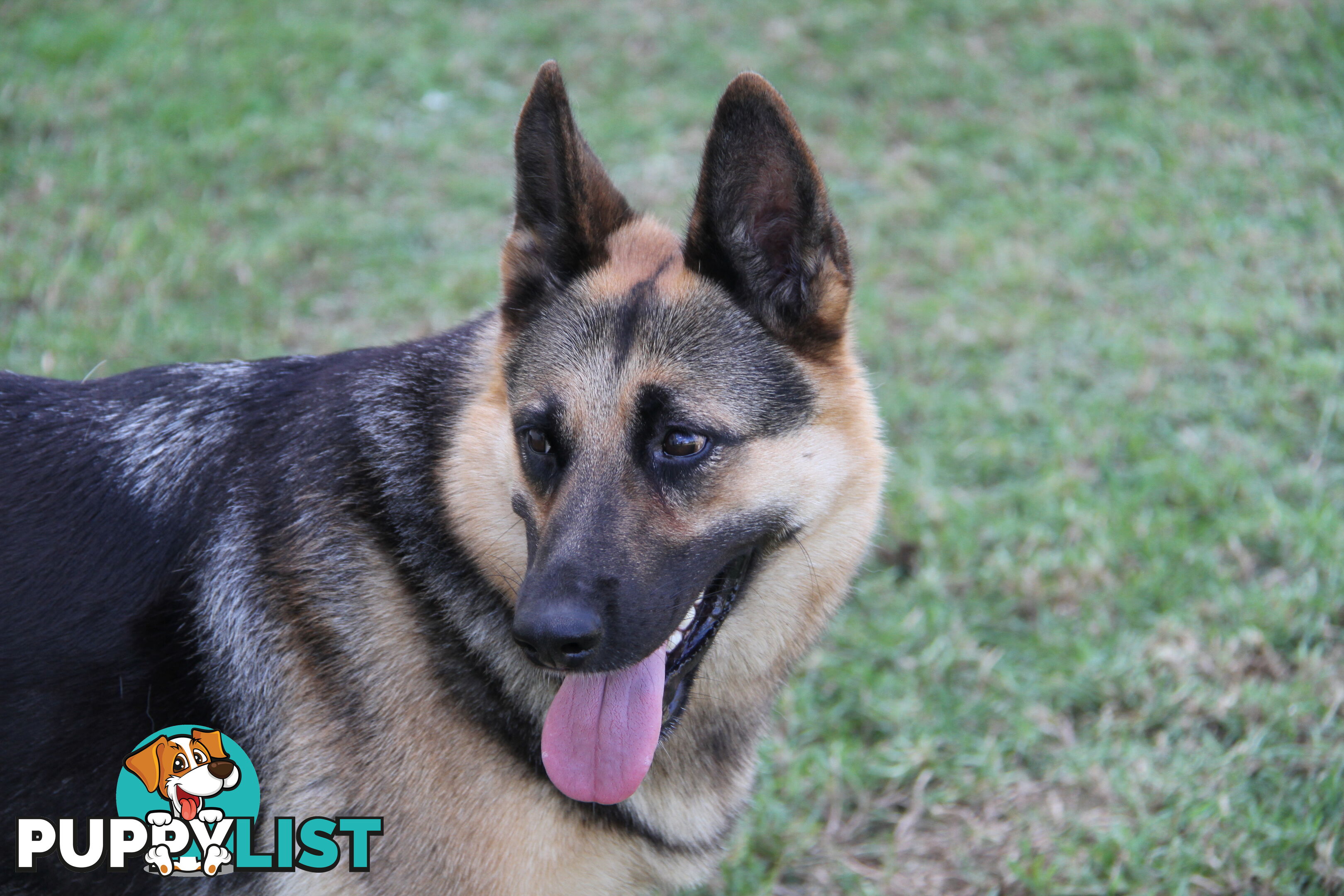 GERMAN SHEPHERD DESEXED FEMALE FANTASTIC NATURE VERY SMART