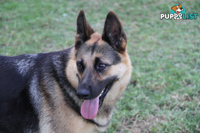 GERMAN SHEPHERD DESEXED FEMALE FANTASTIC NATURE VERY SMART