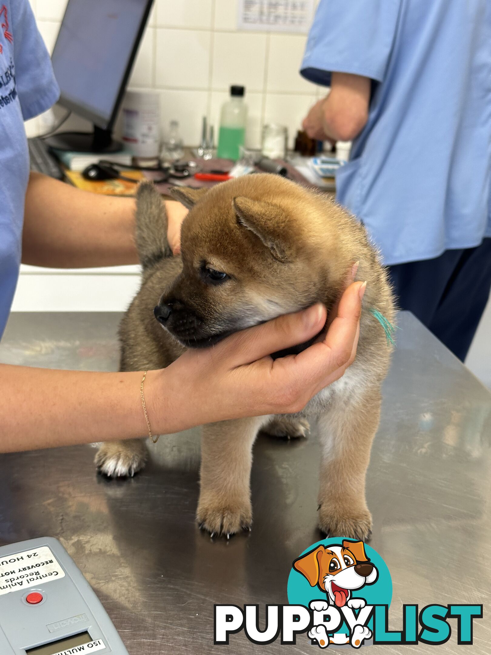 Purebred Shiba Inu Puppies Champion Bloodline - Melbourne, VIC