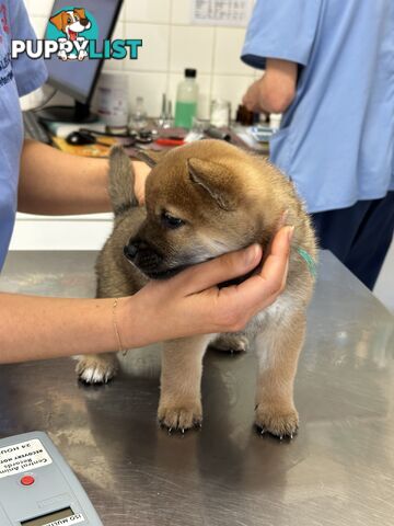 Purebred Shiba Inu Puppies Champion Bloodline - Melbourne, VIC