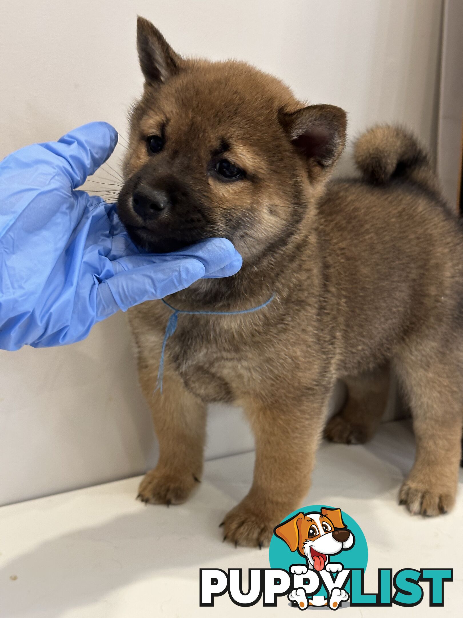 Purebred Shiba Inu Puppies Champion Bloodline - Melbourne, VIC