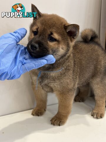 Purebred Shiba Inu Puppies Champion Bloodline - Melbourne, VIC