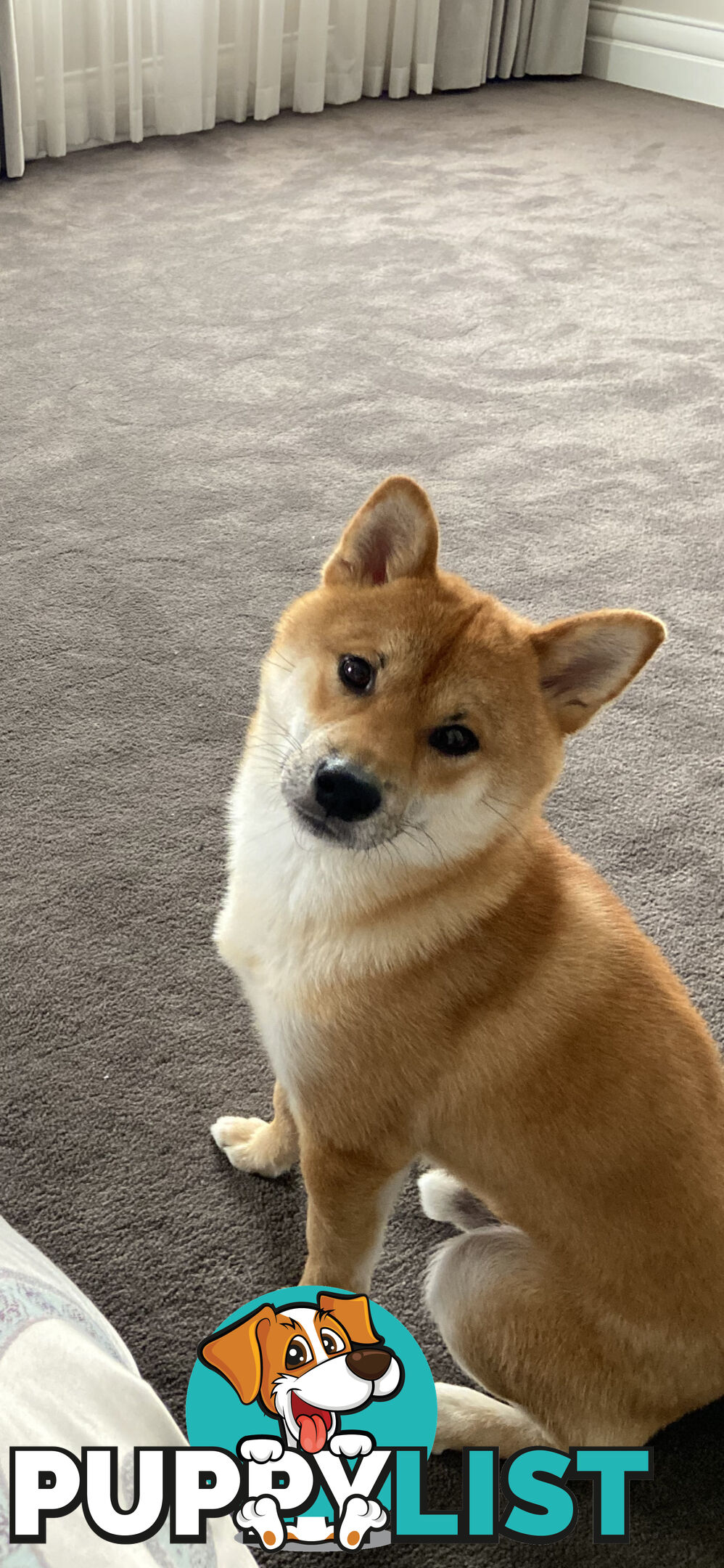 Purebred Shiba Inu Puppies Champion Bloodline - Melbourne, VIC
