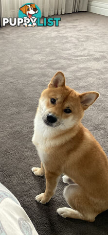 Purebred Shiba Inu Puppies Champion Bloodline - Melbourne, VIC