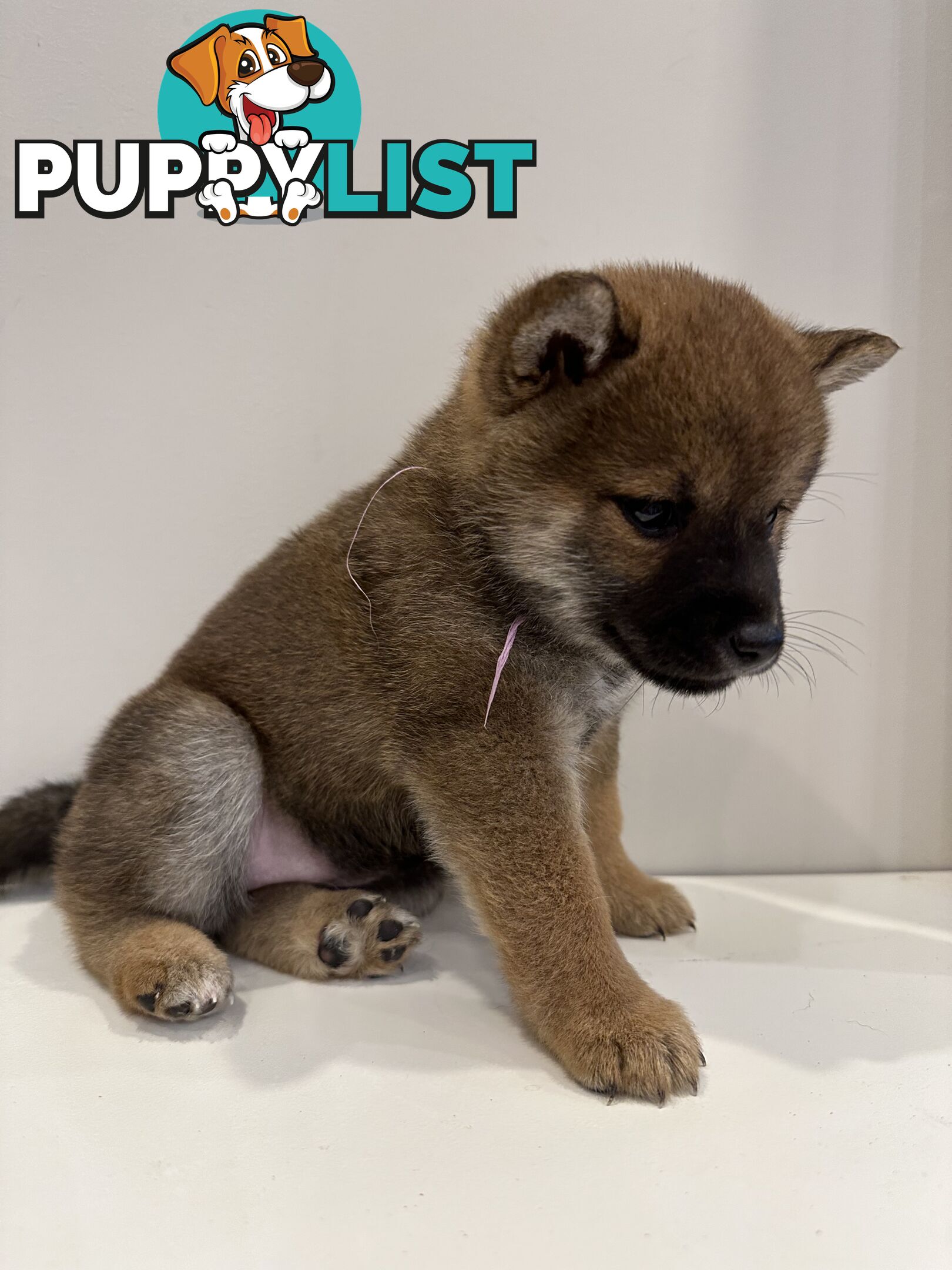 Purebred Shiba Inu Puppies Champion Bloodline - Melbourne, VIC