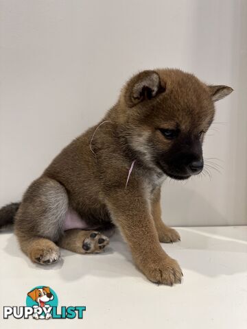 Purebred Shiba Inu Puppies Champion Bloodline - Melbourne, VIC