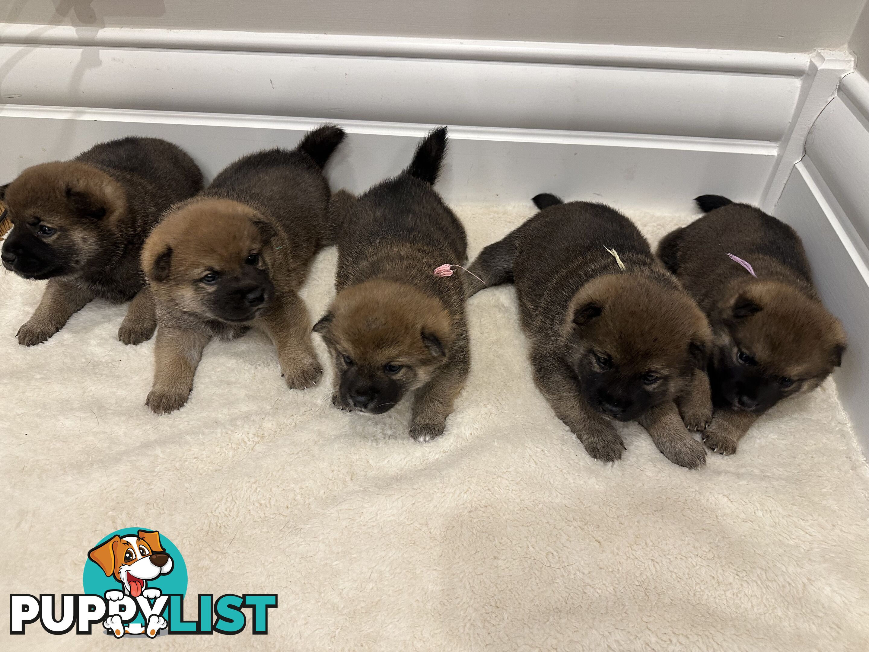 Purebred Shiba Inu Puppies Champion Bloodline - Melbourne, VIC