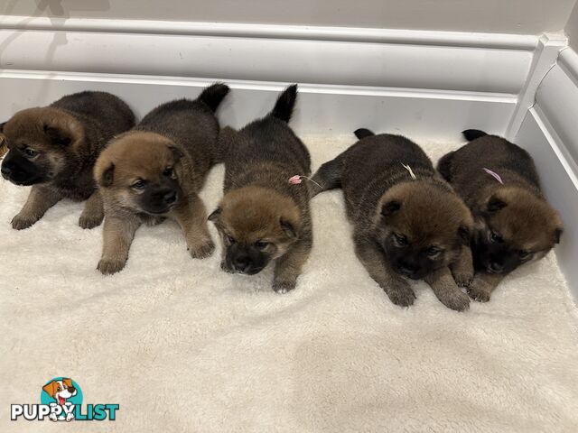 Purebred Shiba Inu Puppies Champion Bloodline - Melbourne, VIC