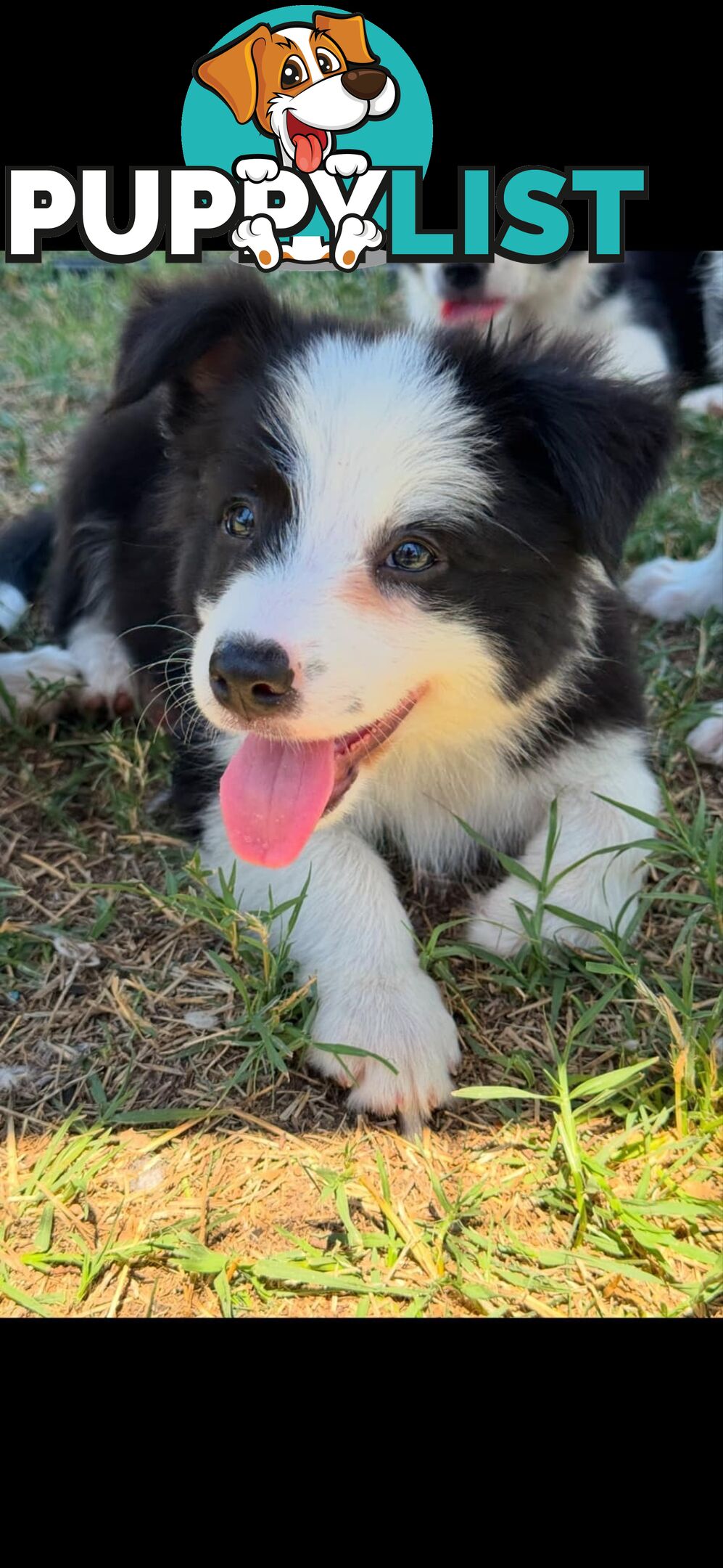 Long Haired Border Collie Puppies