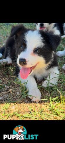 Long Haired Border Collie Puppies