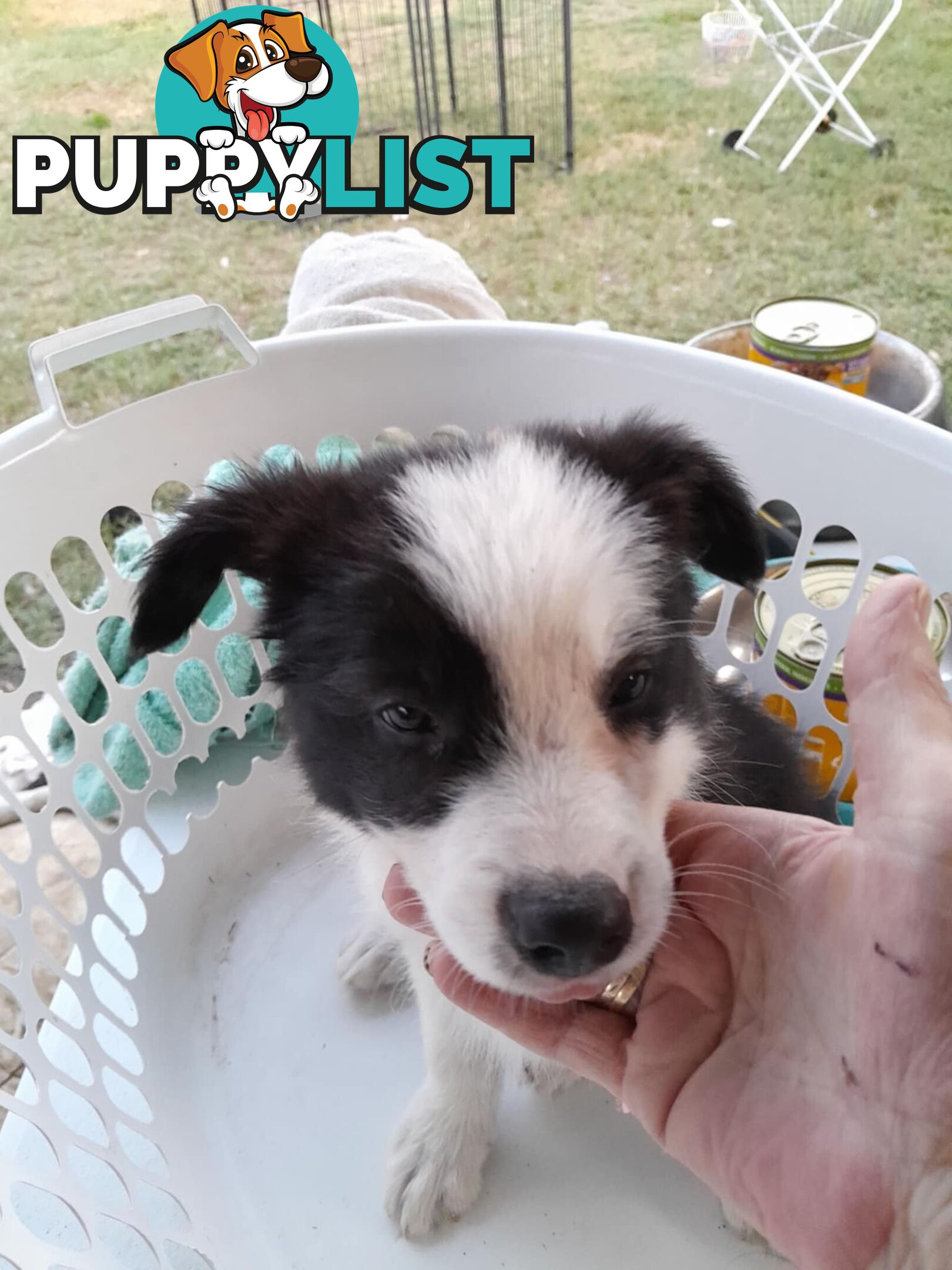 Long Haired Border Collie Puppies