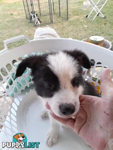 Long Haired Border Collie Puppies