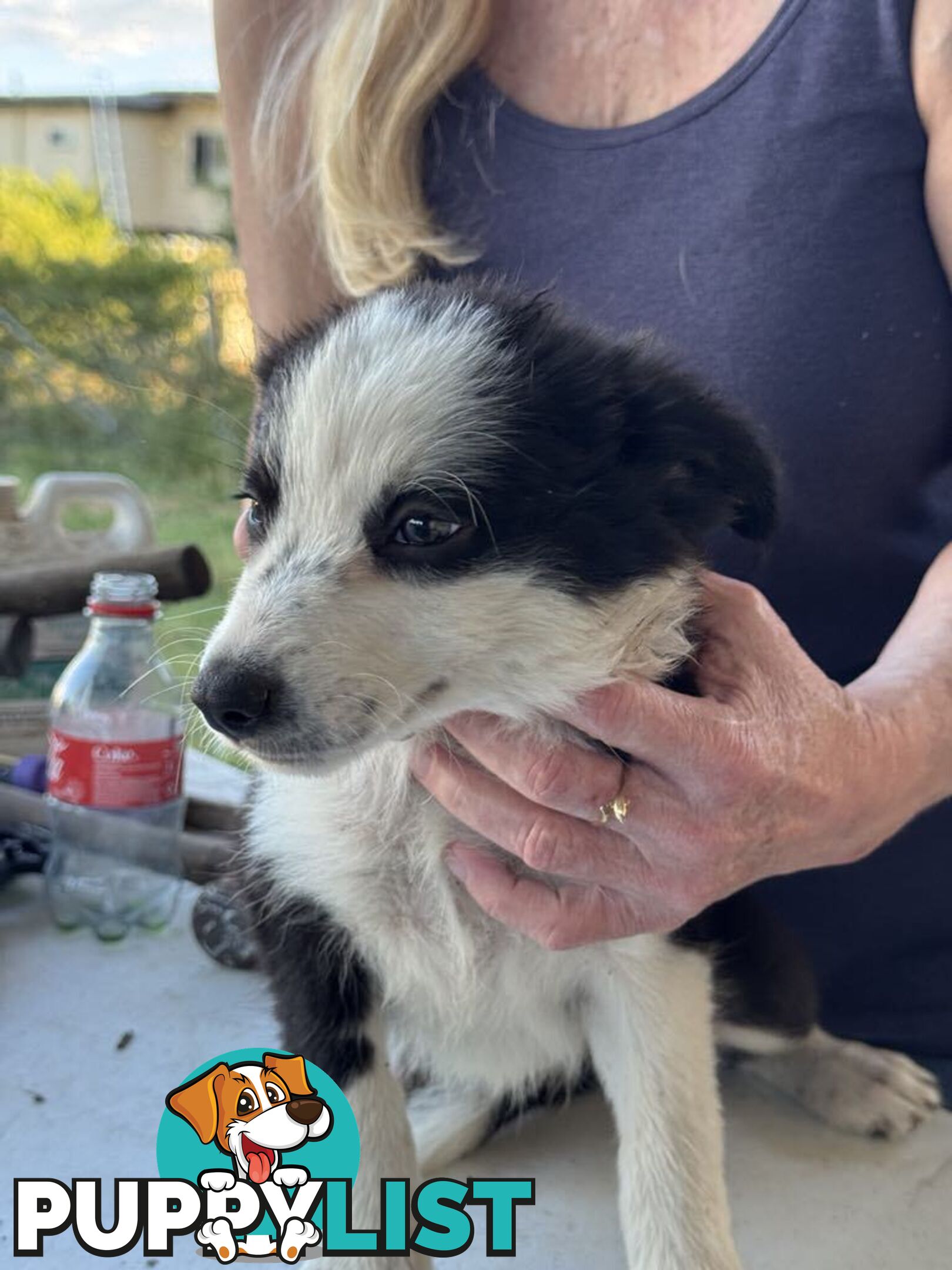 Long Haired Border Collie Puppies