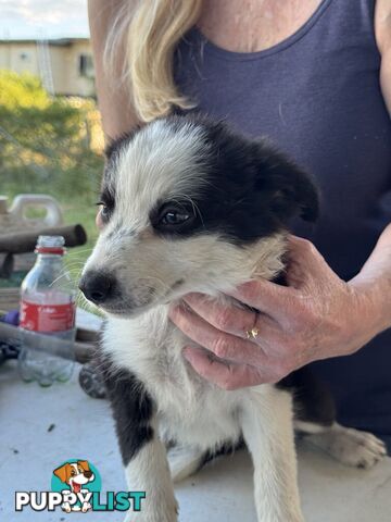 Long Haired Border Collie Puppies