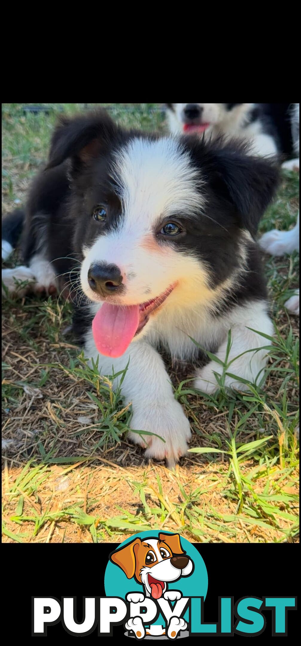 Long Haired Border Collie Puppies