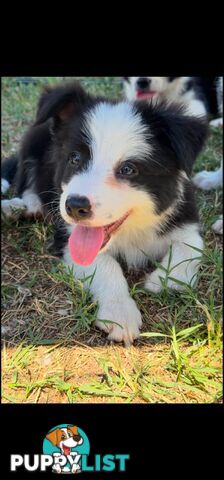 Long Haired Border Collie Puppies