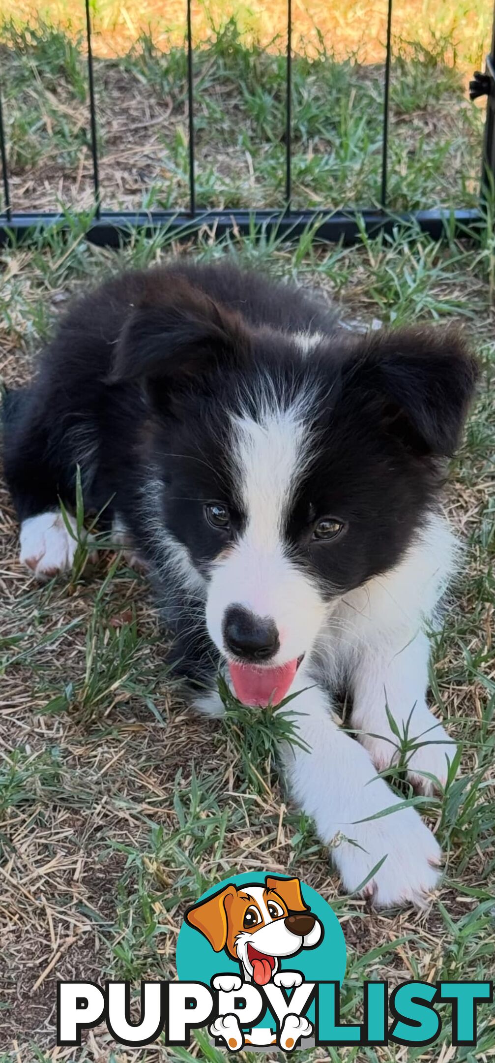 Long Haired Border Collie Puppies