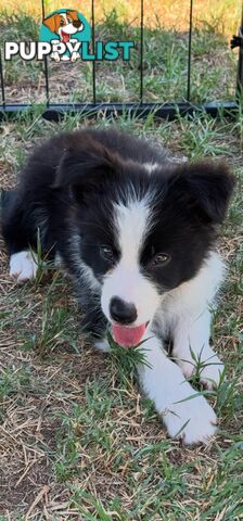 Long Haired Border Collie Puppies