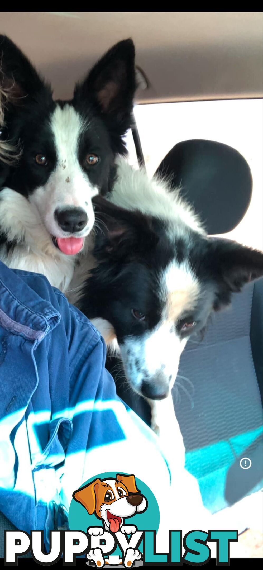 Long Haired Border Collie Puppies