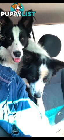 Long Haired Border Collie Puppies