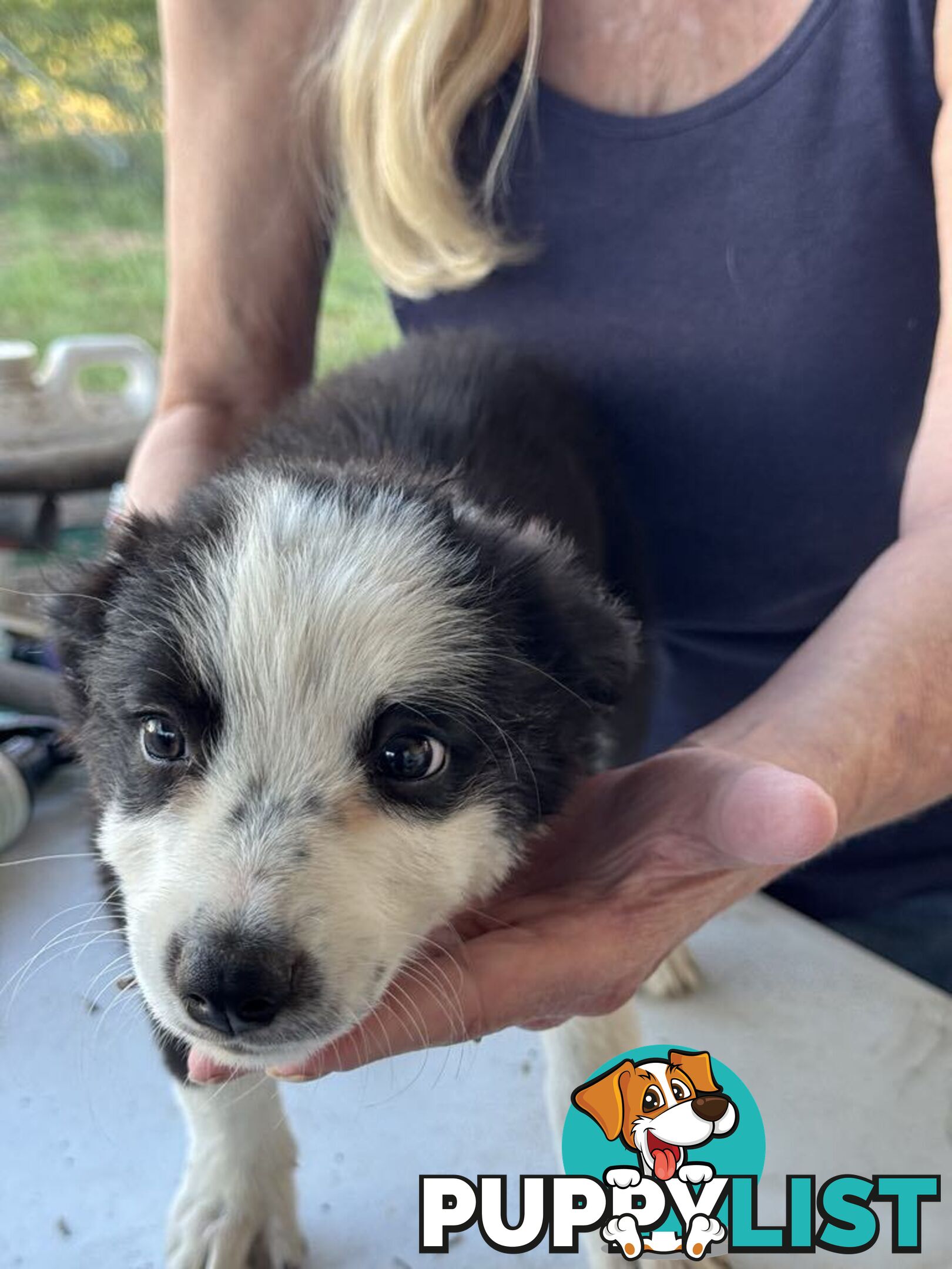 Long Haired Border Collie Puppies