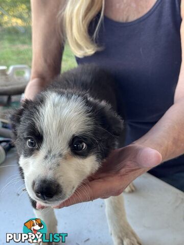 Long Haired Border Collie Puppies