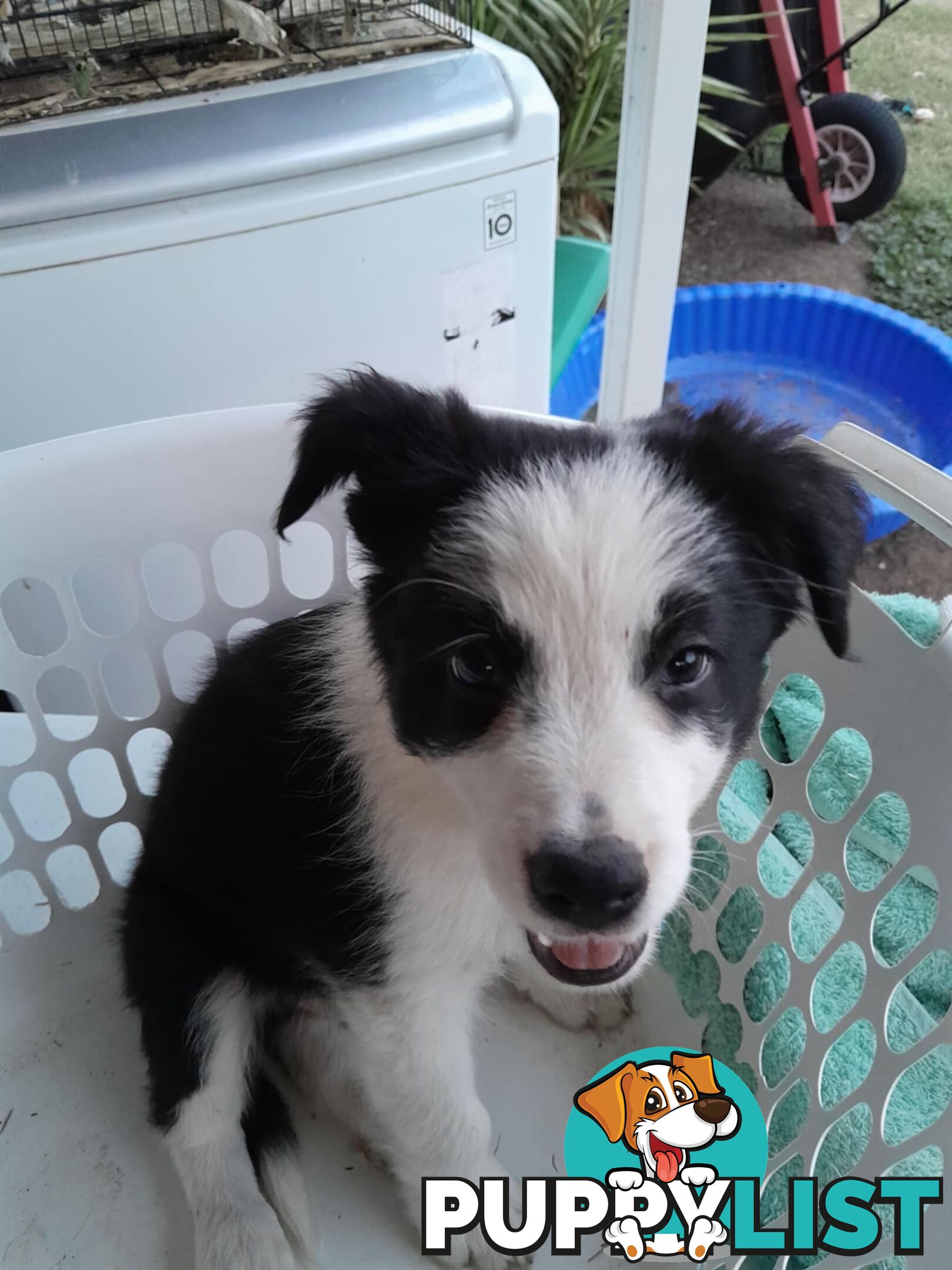 Long Haired Border Collie Puppies