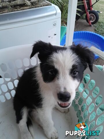 Long Haired Border Collie Puppies