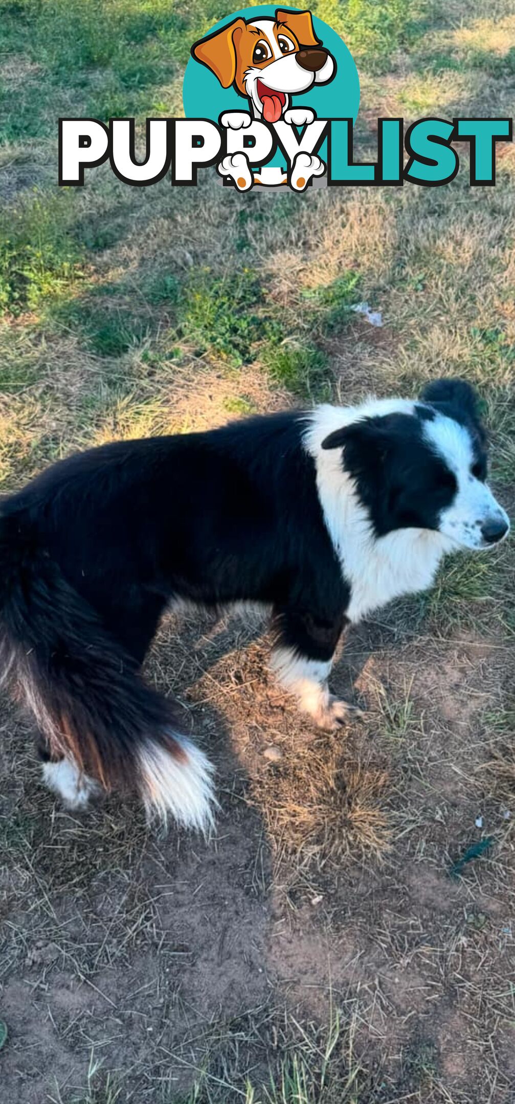 Long Haired Border Collie Puppies